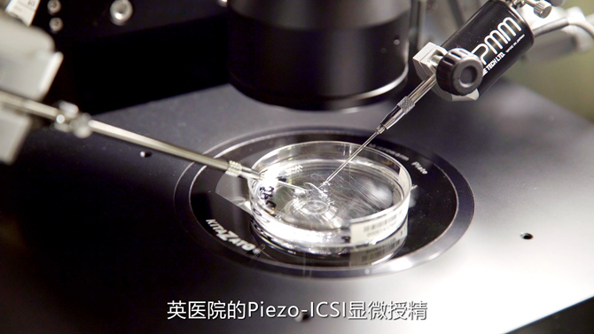Piezo超音振动显微受精实验室中胚胎培养皿操作场景